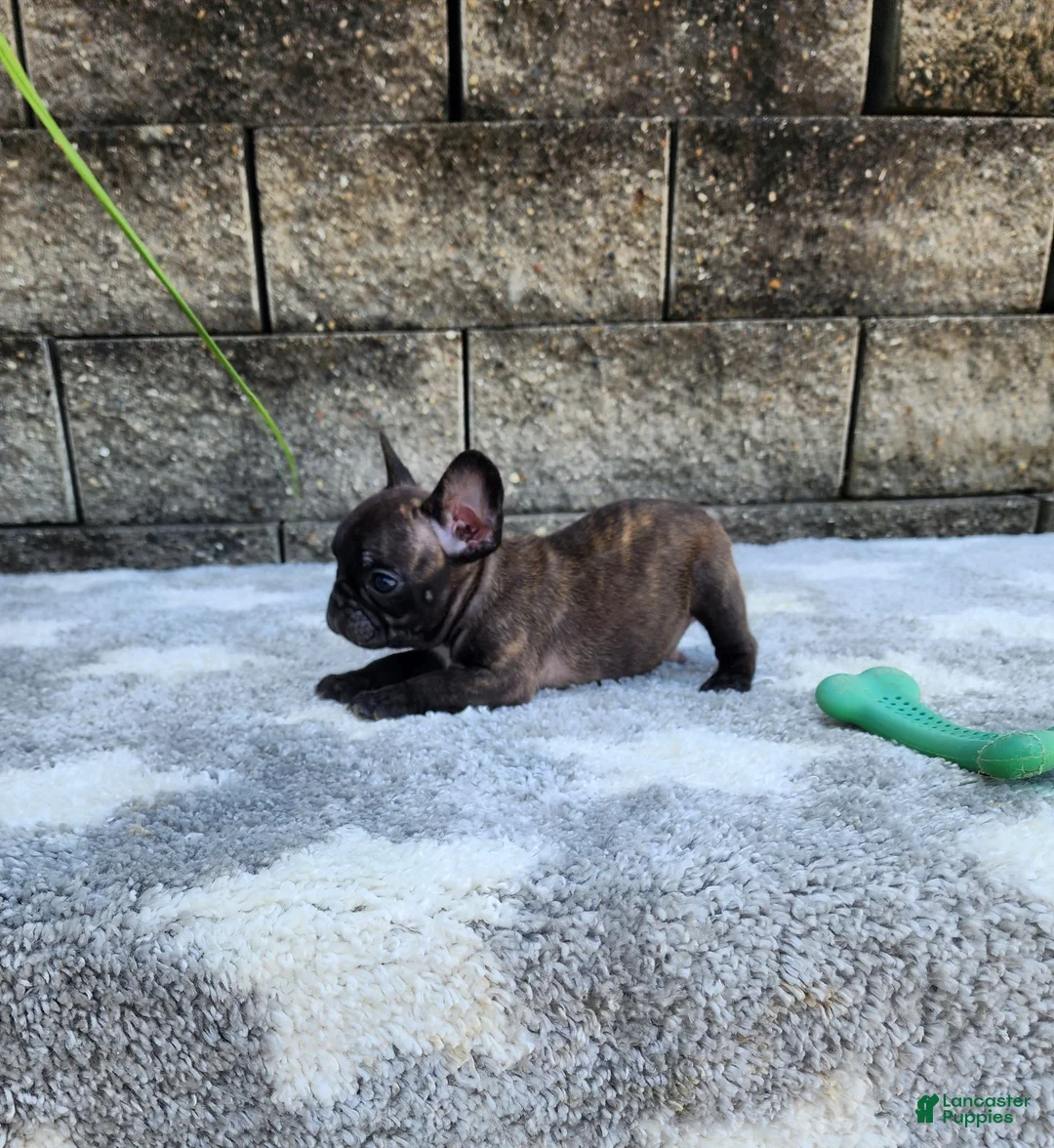 French Bulldog dogs for sale: Jazz - Ad 2