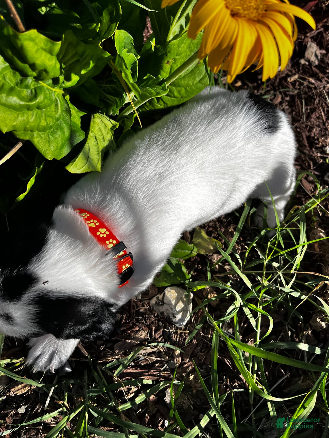 English Springer Spaniel dogs for sale: English Springer Spaniel Puppy 8 - Ad 1