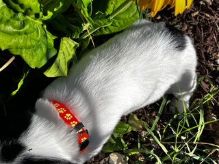 English Springer Spaniel dogs English Springer Spaniel Puppy 8 - Ad 15