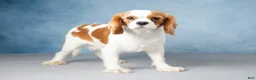 Cavalier King Charles Spaniel dogs for sale: Colson - Ad 8
