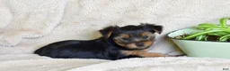 Yorkshire Terrier dogs for sale: Pluto - Ad 3
