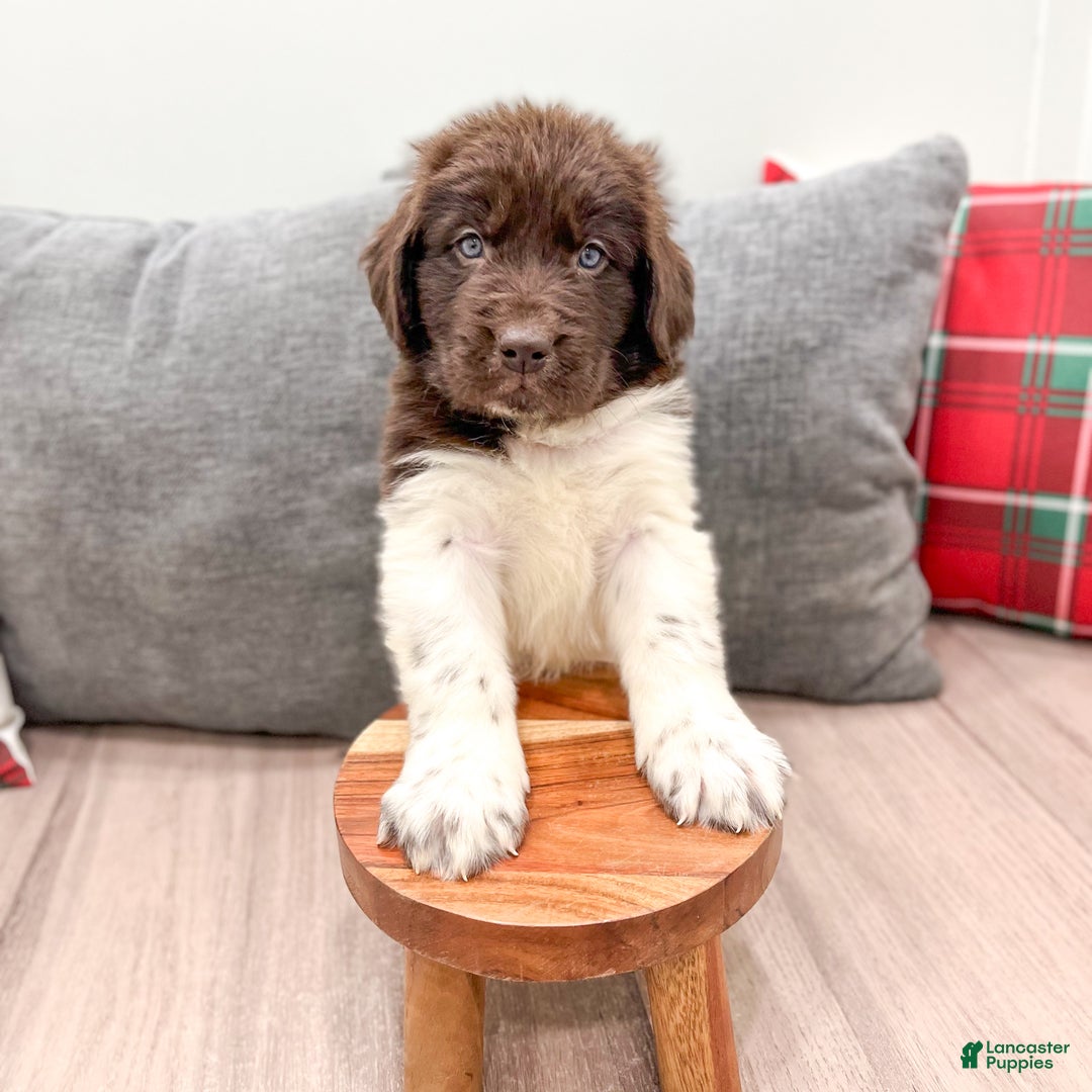Newfoundland dogs for sale: Ashton - Ad 3
