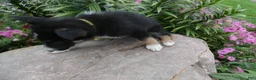 German Shepherd dogs for sale: German Shepherd Skyley 1 - Ad 7