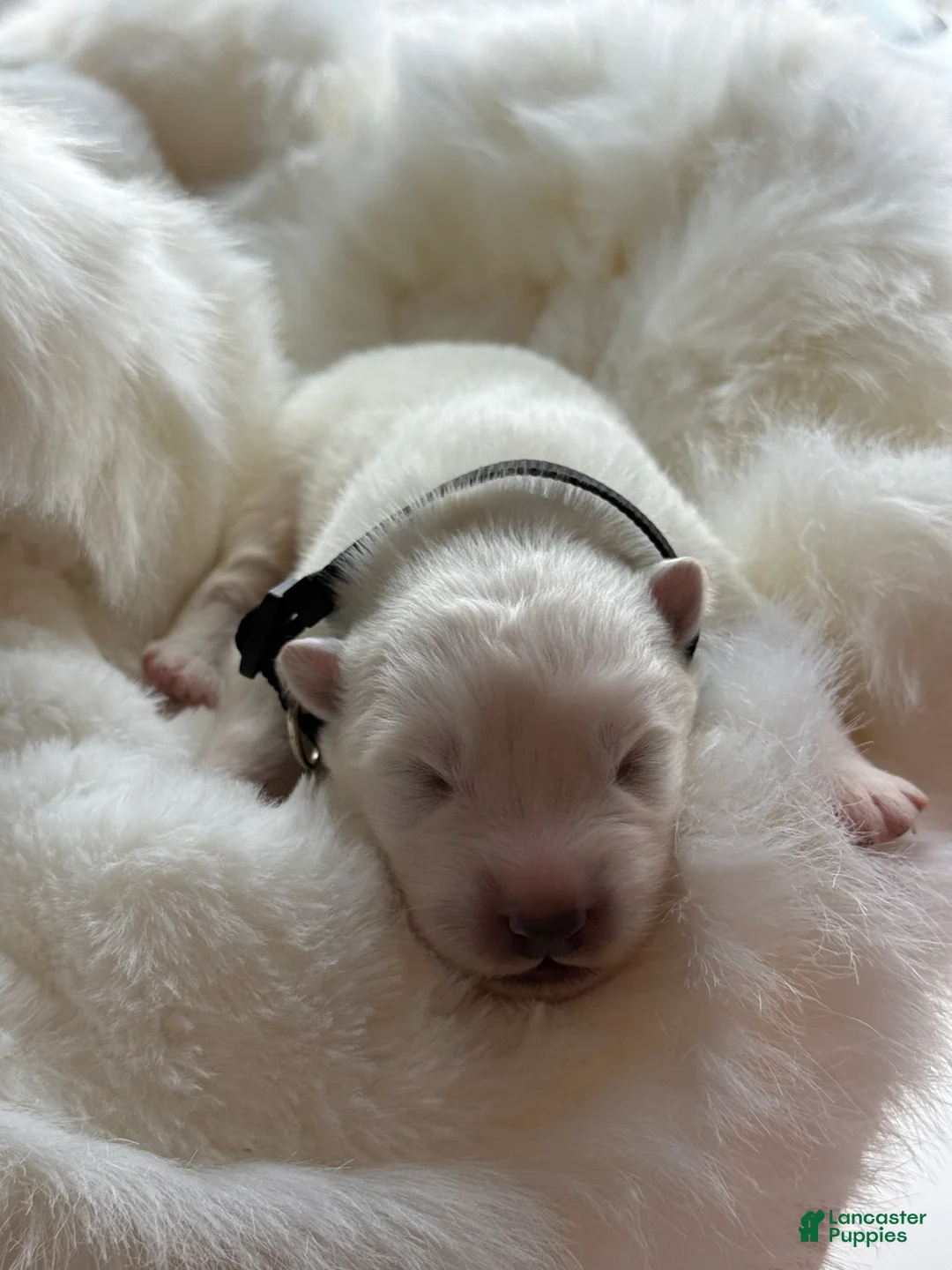 Samoyed dogs for sale: Black - Ad 2