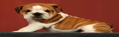 Baxter