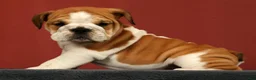 English Bulldog dogs for sale: Baxter - Ad 1
