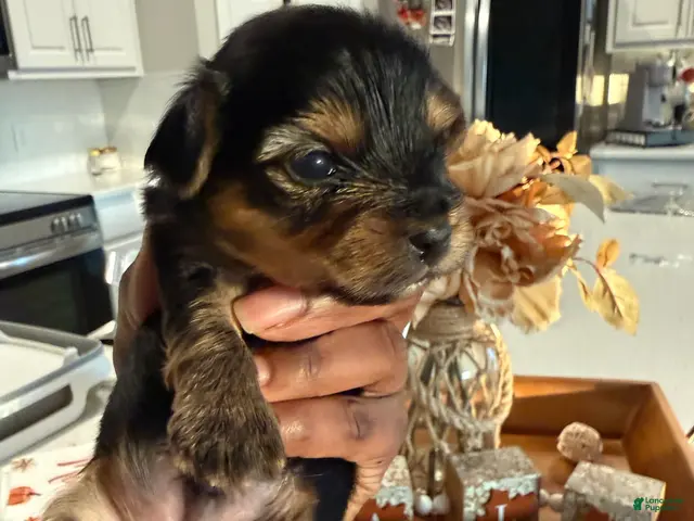 Yorkshire Terrier dogs for sale: Boy 3 - Ad 12