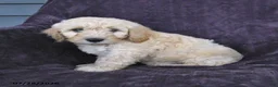 Cockapoo dogs for sale: Randy - Ad 2