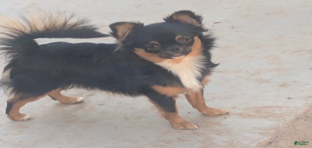 Gallery Image {{count}}