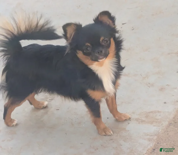 Gallery Image {{count}}