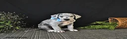 Great Dane dogs for sale: Bo  - Ad 3