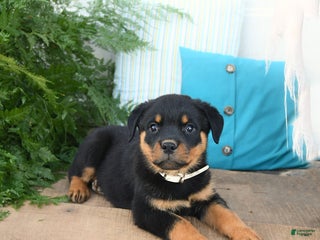 Rottweiler dogs - Ad 29