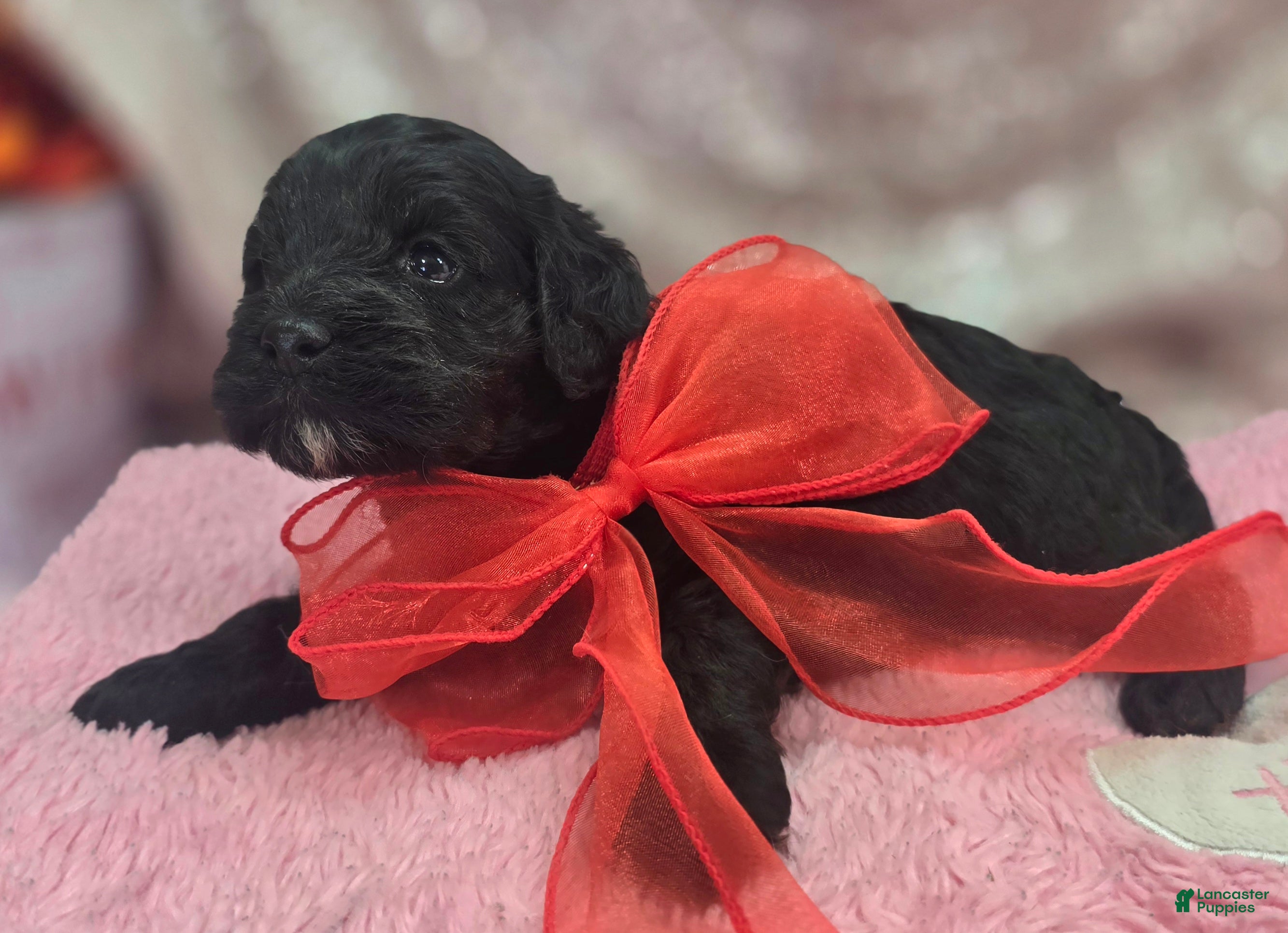 Cockapoo dogs Nova - Ad 18