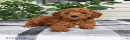 Miniature Poodle dogs for sale: Windson - Ad 4