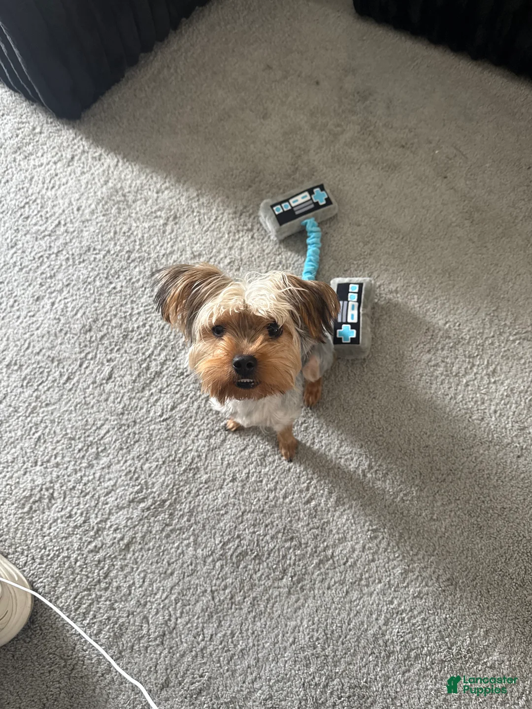 Yorkshire Terrier dogs for sale: Yorkshire Terrier Puppy 1 - Ad 2