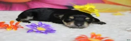 Schnoodle dogs for sale: Rose - Ad 3