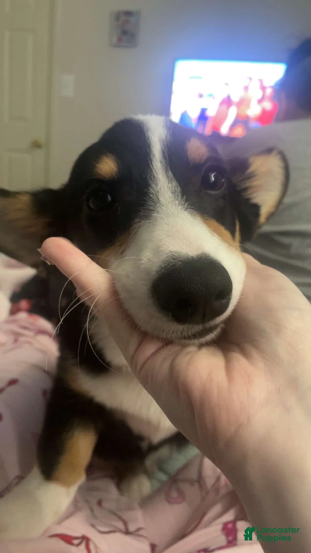 Welsh Corgi Pembroke dogs for sale: Welsh Corgi Pembroke Puppy 1 - Ad 1