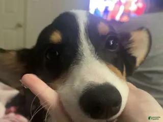 Welsh Corgi Pembroke dogs Welsh Corgi Pembroke Puppy 1 - Ad 18