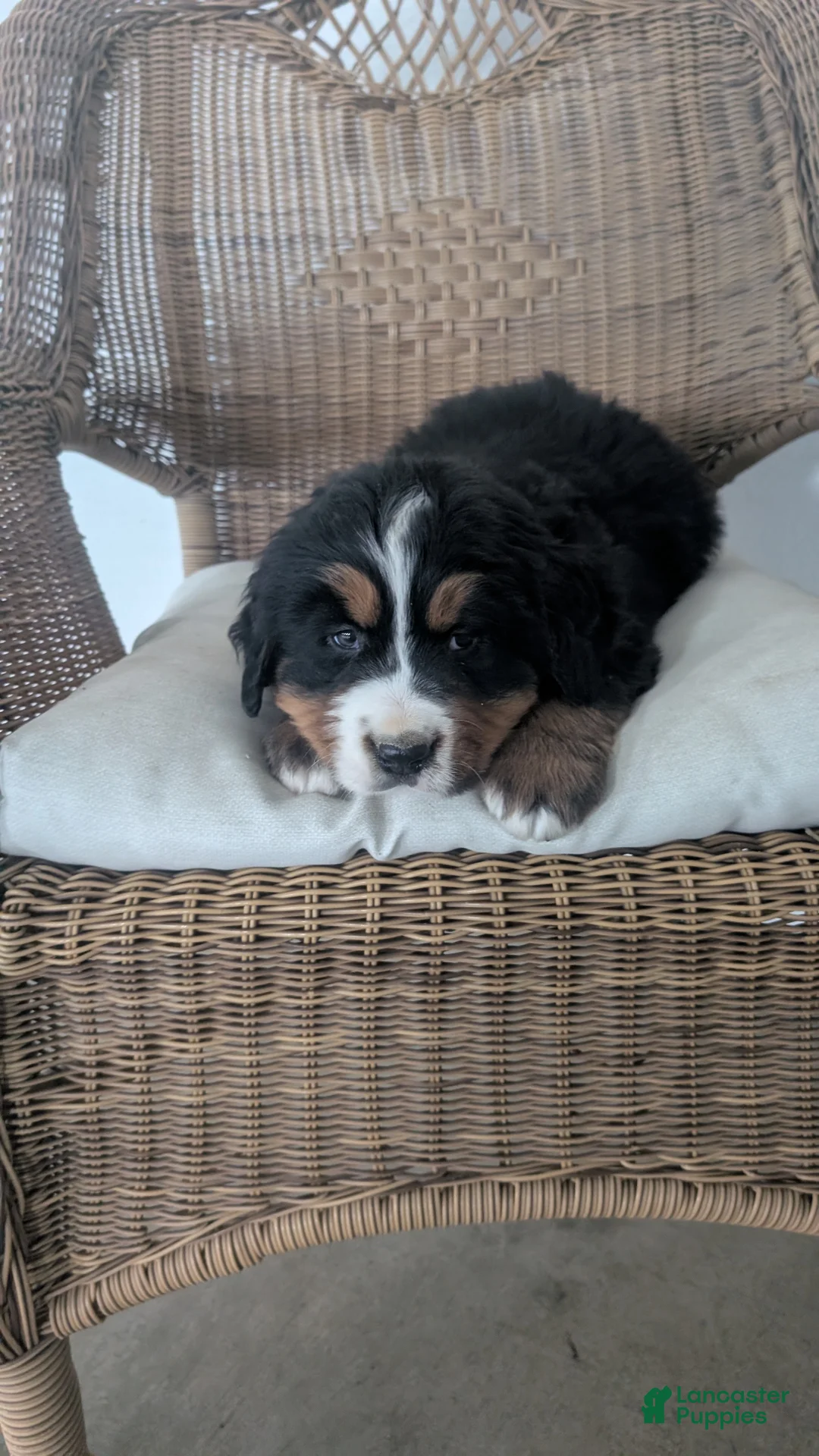 Bernese Mountain Dog dogs for sale: Bruno - Ad 4