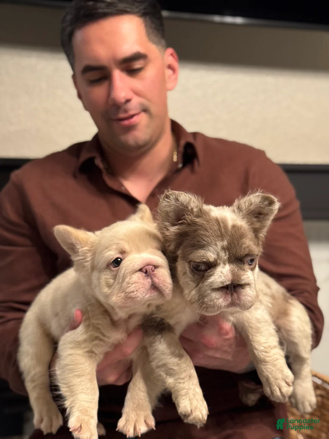 French Bulldog dogs for sale: Chanel - Ad 11