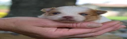 Pomeranian dogs for sale: Dill - Ad 1