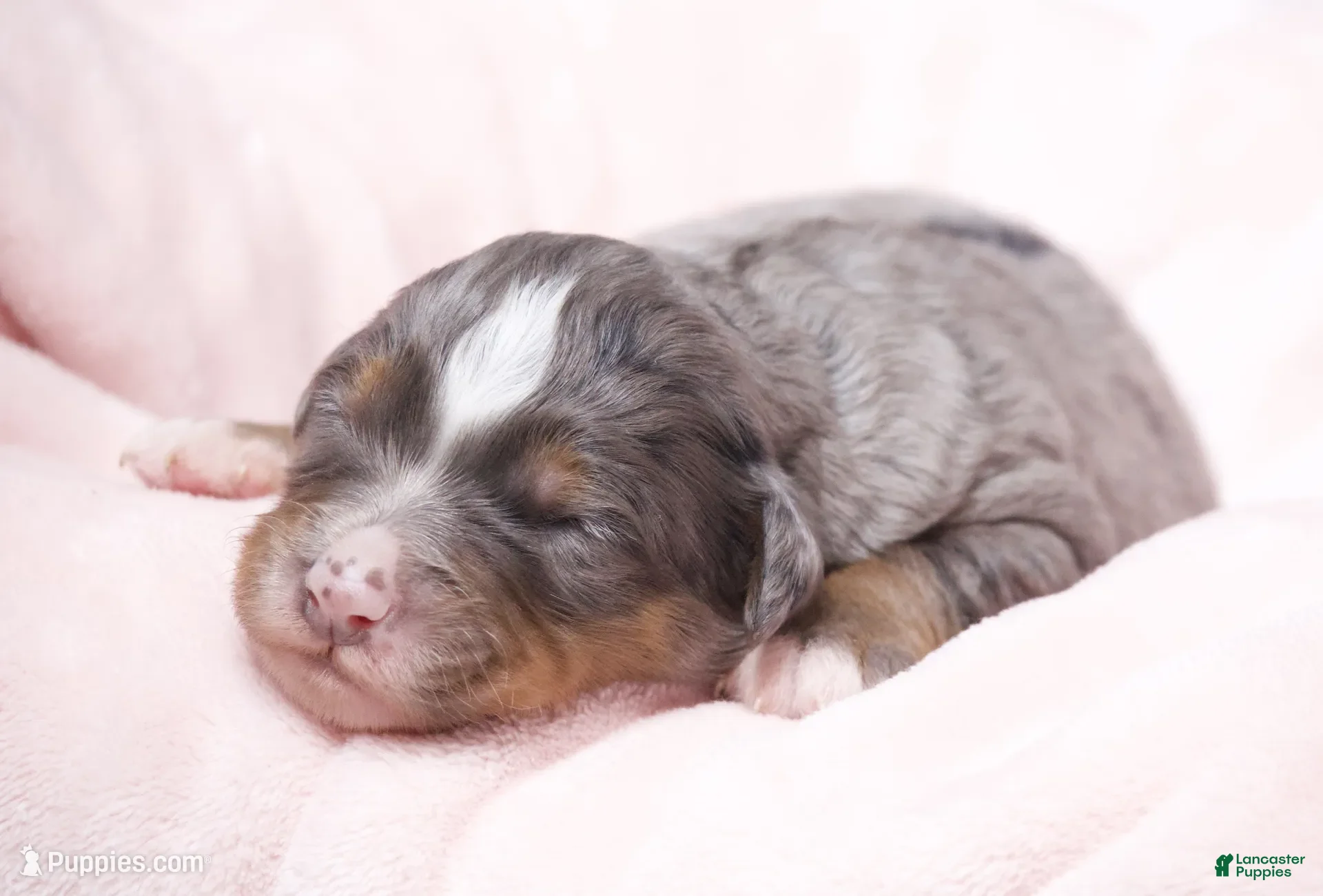 Mini Bernedoodle dogs for sale: Jenna  - Ad 1