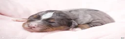 Mini Bernedoodle dogs for sale: Jenna  - Ad 1