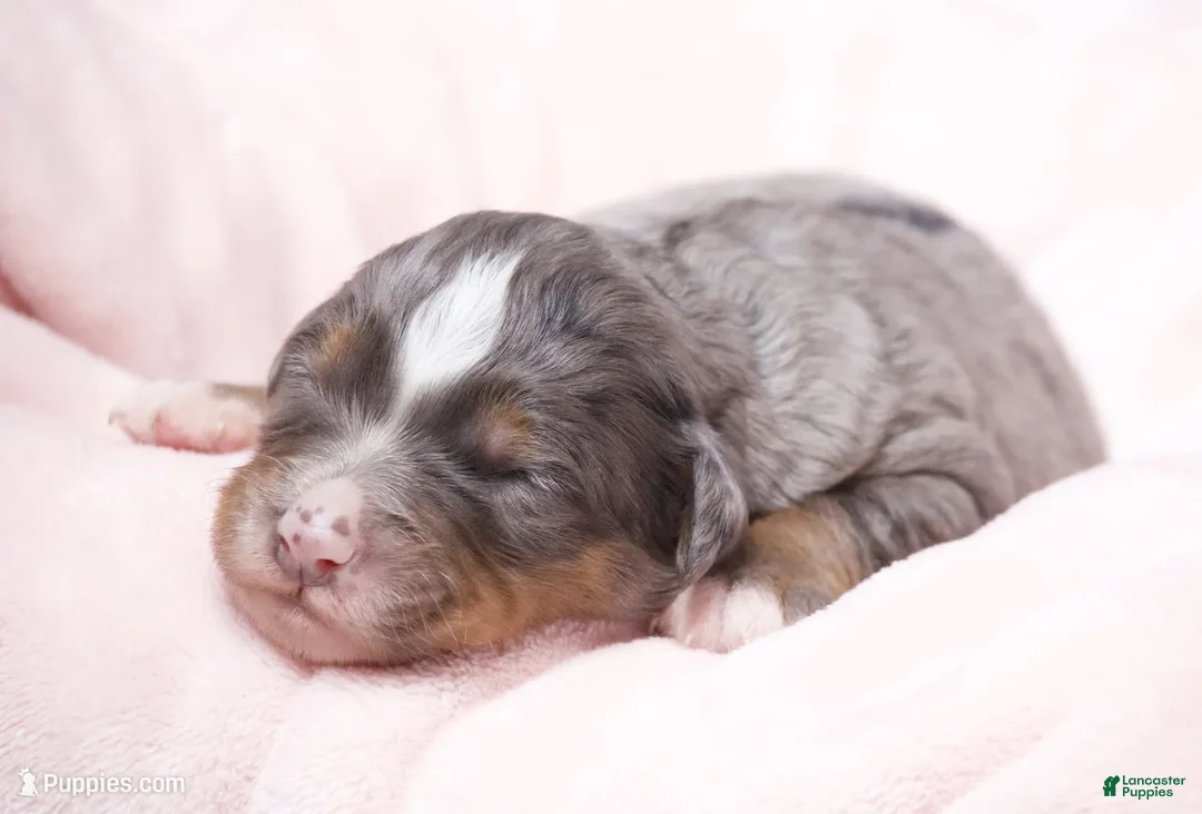 Mini Bernedoodle dogs for sale: Jenna  - Ad 1