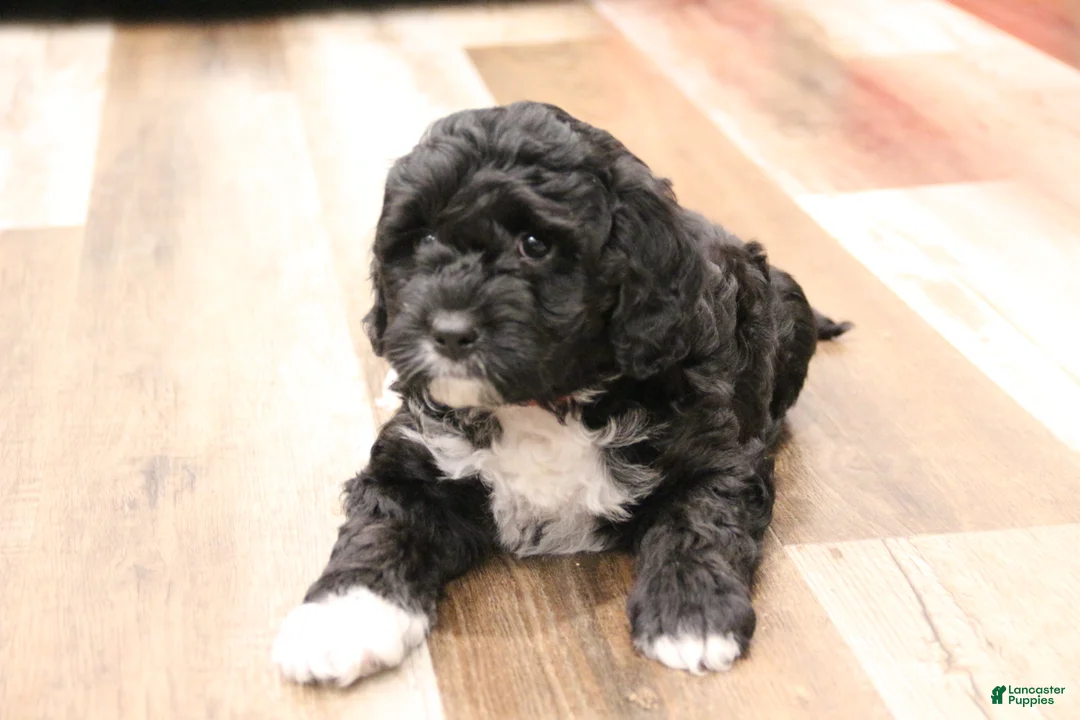 Mini Bernedoodle dogs for sale: Jazzy - Ad 4