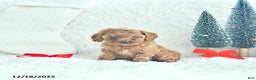 Cavapoo dogs for sale: Jingles - Ad 1