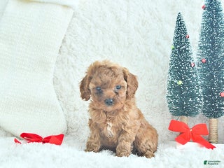 Cavapoo dogs Jingles - Ad 15