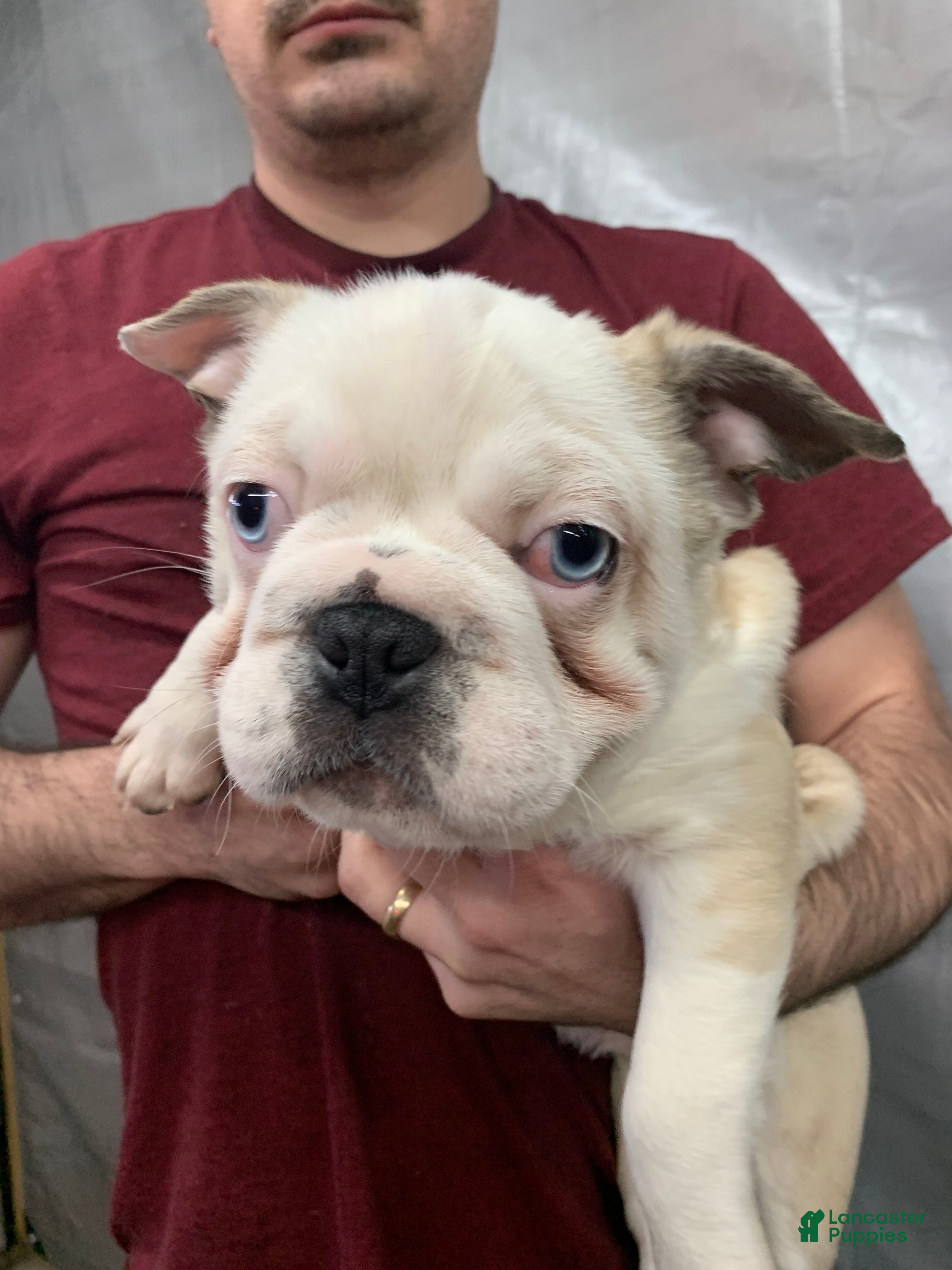 Frug dogs Fiona - Ad 29