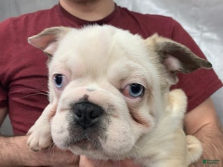 Frug dogs Fiona - Ad 1