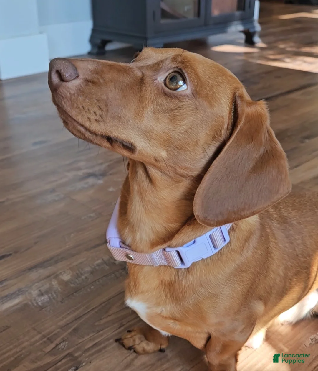 Dachshund dogs for sale: Louie - Ad 6