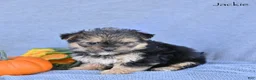 Morkie dogs for sale: Jackie - Ad 4