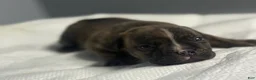 American Bully dogs for sale: American Bully 1 - Ad 1