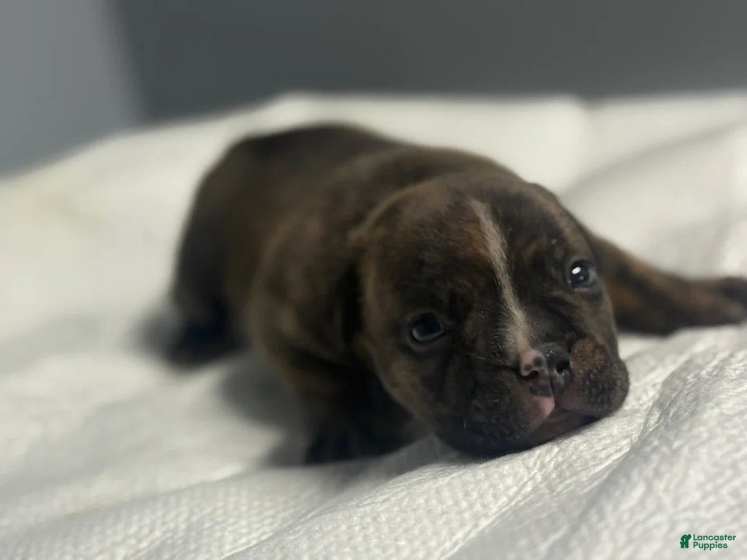 American Bully dogs for sale: American Bully 1 - Ad 1