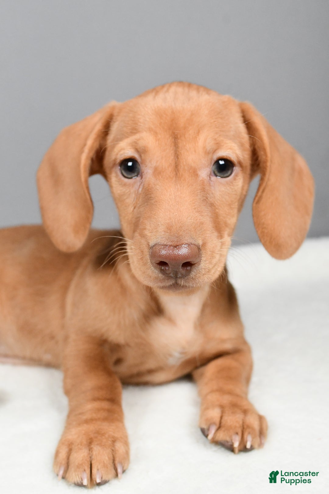 Miniature Dachshund dogs for sale: Valentine - Ad 2