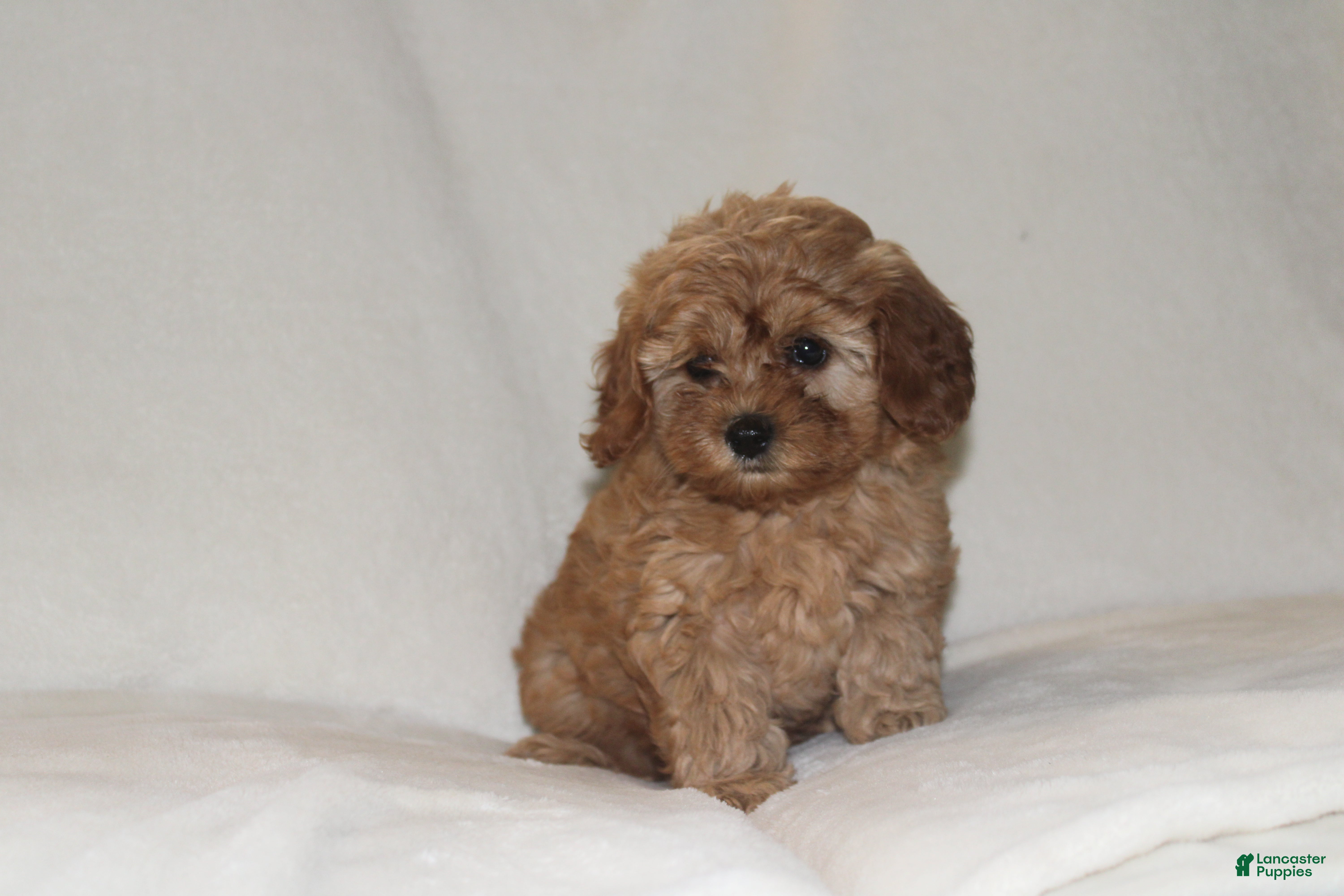 Cavapoo dogs Max - Ad 1