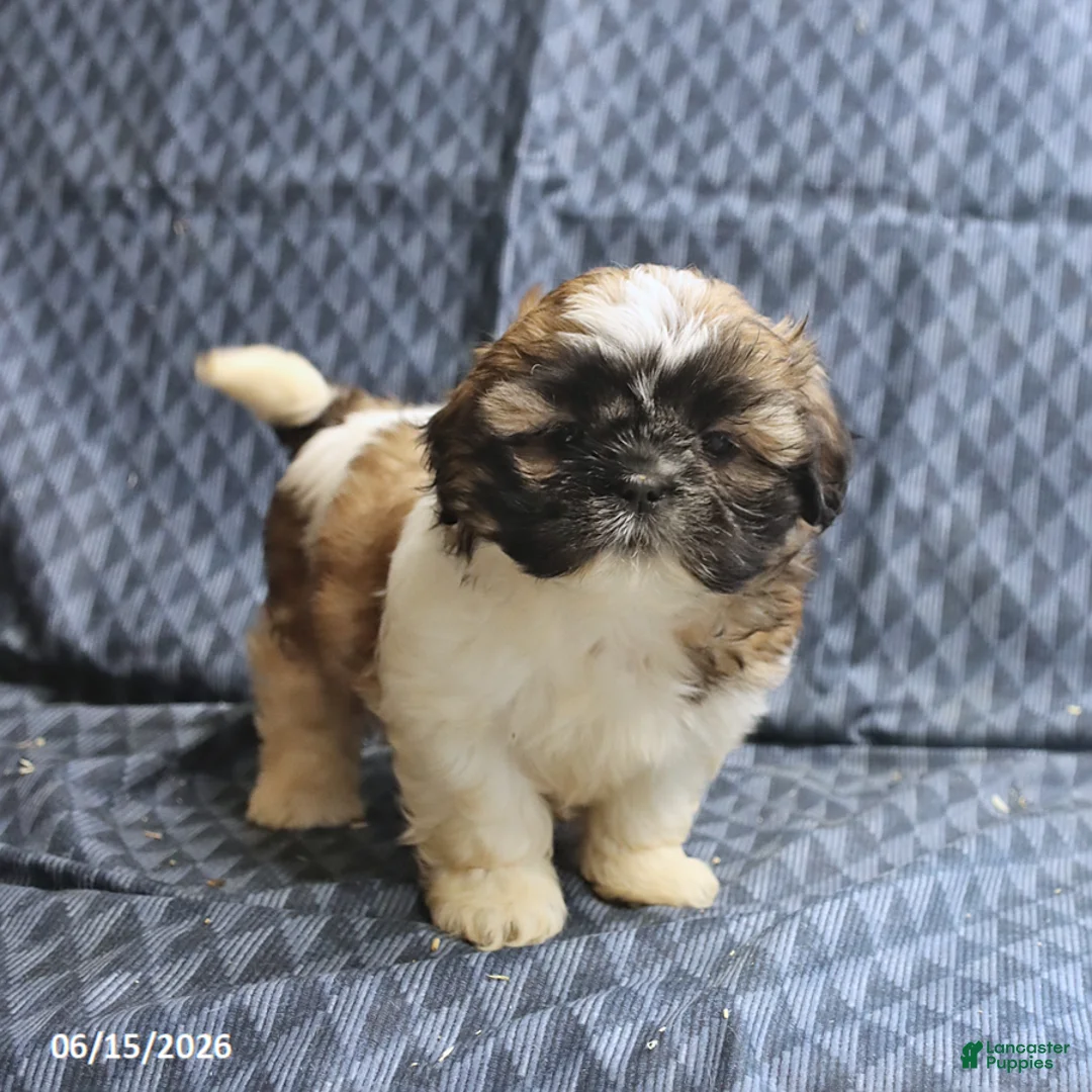 Shih Tzu dogs for sale: Cookie - Ad 5