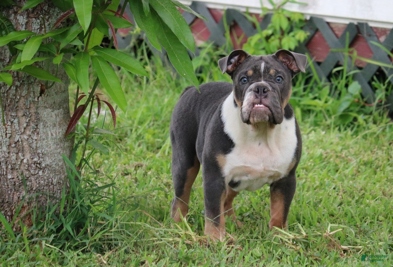 English Bulldog dogs English Bulldog 1 - Ad 1