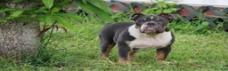 English Bulldog dogs for sale: English Bulldog 1 - Ad 1