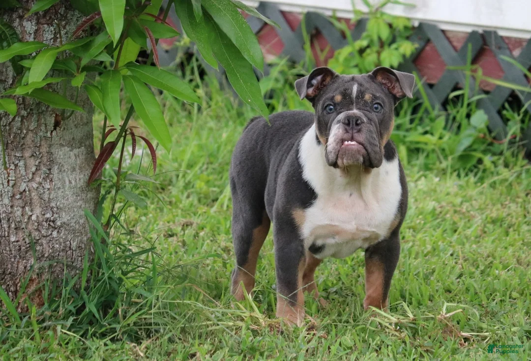 English Bulldog dogs for sale: English Bulldog 1 - Ad 1