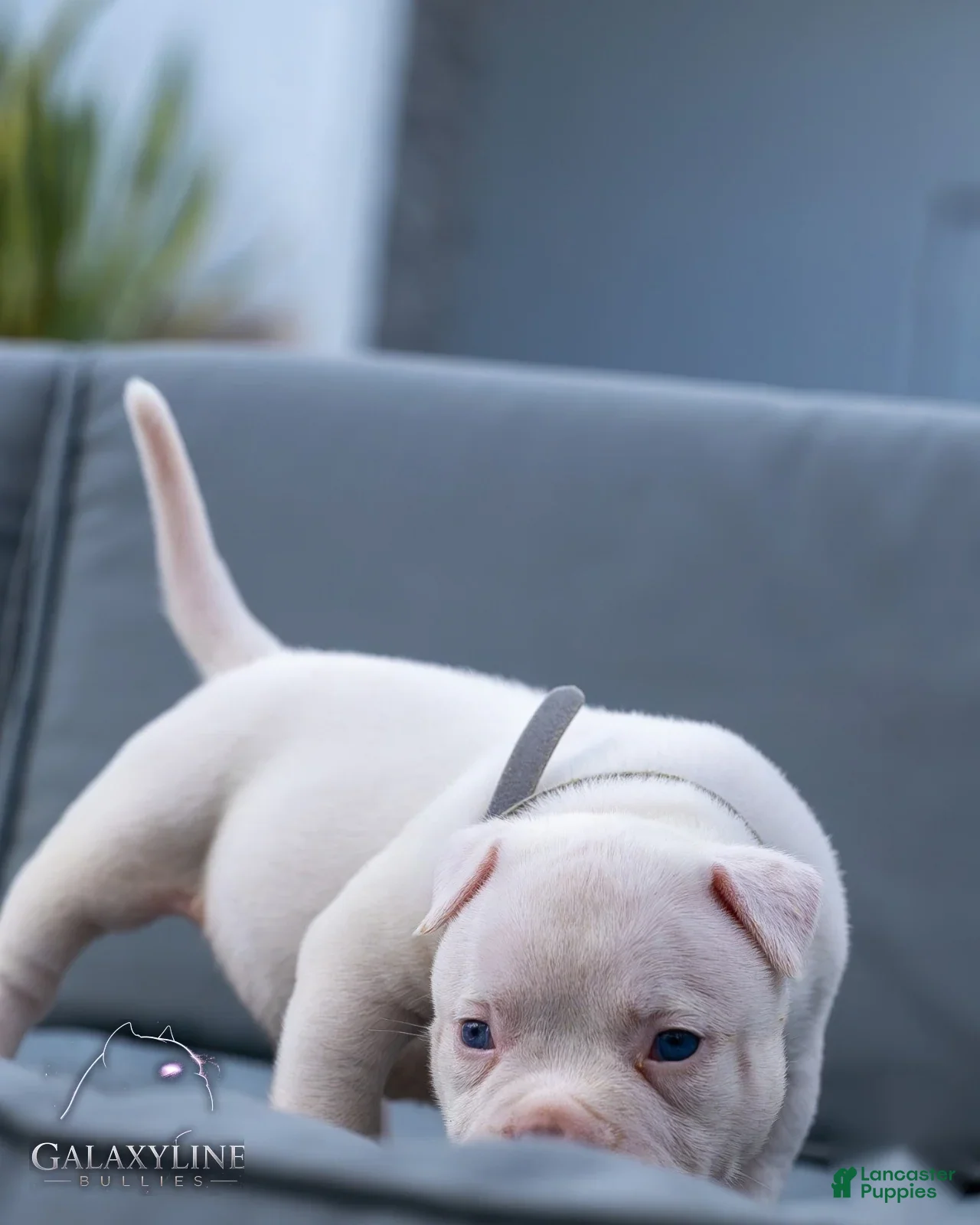 American Bulldog dogs for sale: Pluto x Omega Male - Ad 1