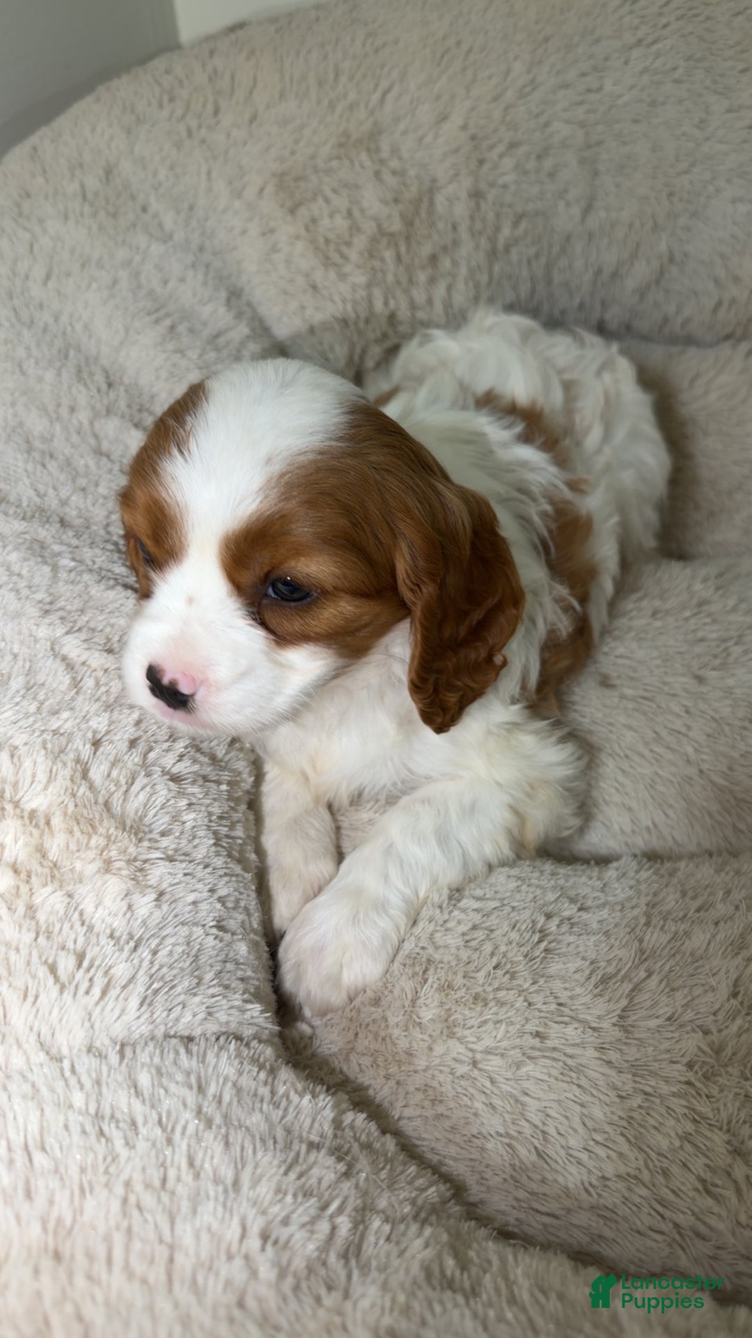 Cavapoo dogs for sale: Bailey  - Ad 3