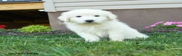 Maremma Sheepdog dogs for sale: Ernie - Ad 5