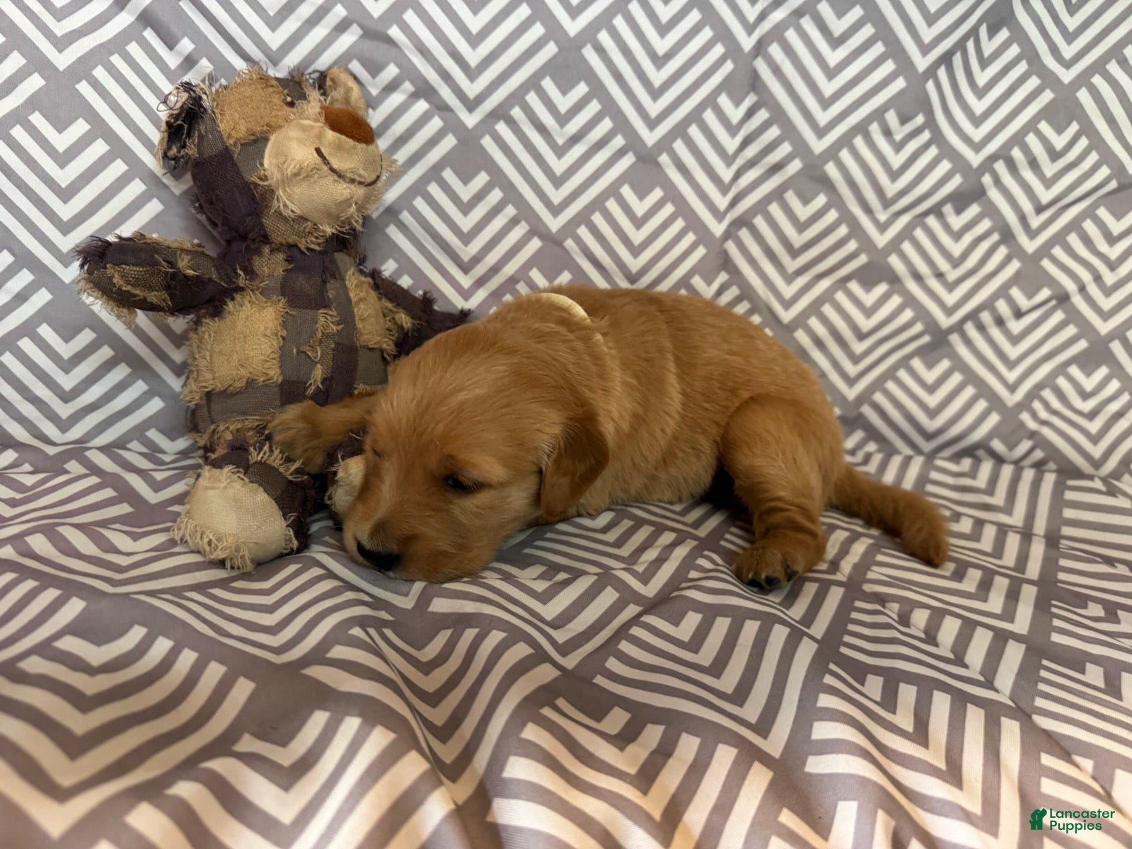 Golden Retriever dogs White - Ad 1