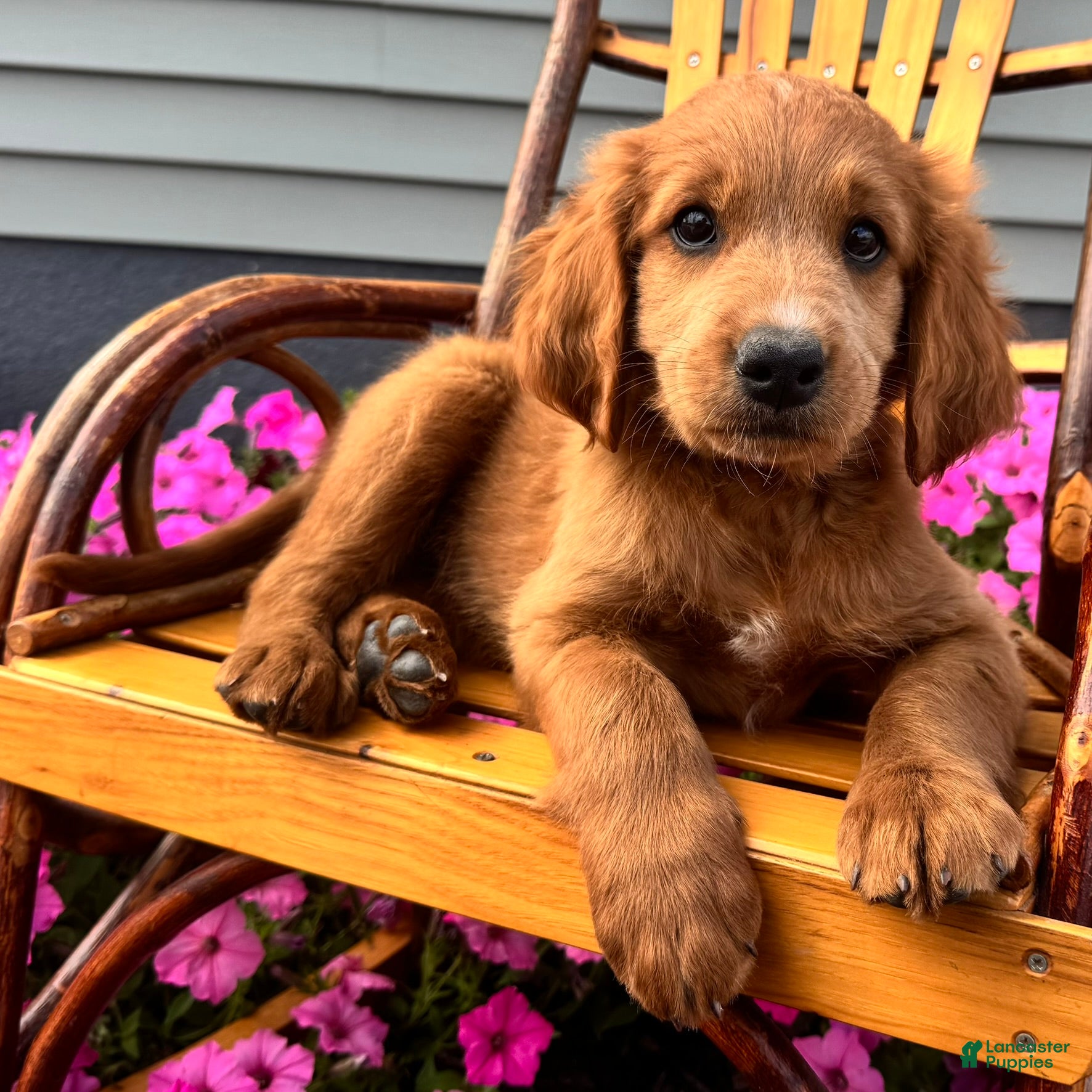 Mixed Breed dogs Copper - Ad 2