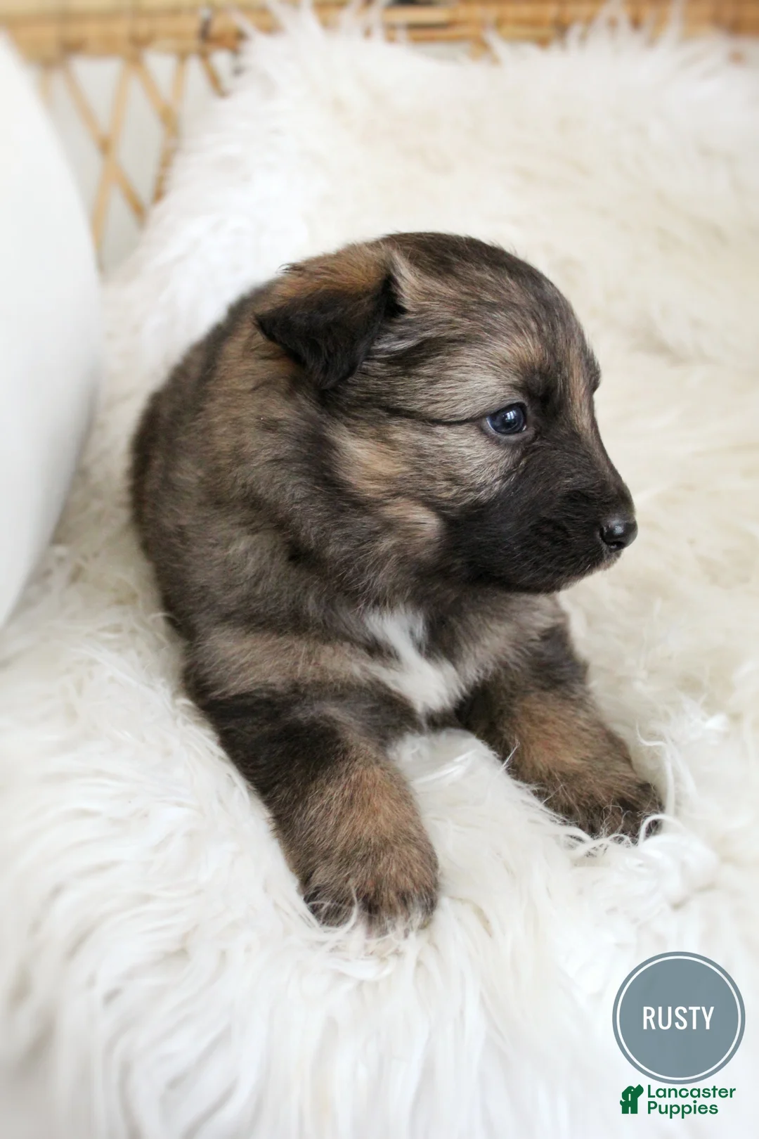 Mixed Breed dogs for sale: Rusty  - Ad 5