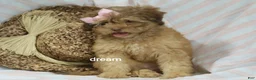 Shihpoo dogs for sale: Sage - Ad 7